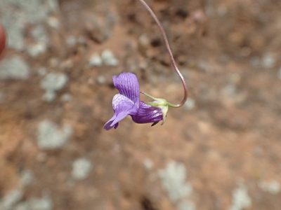 Neogaerrhinum strictum, photographed by Trevor Van Loon