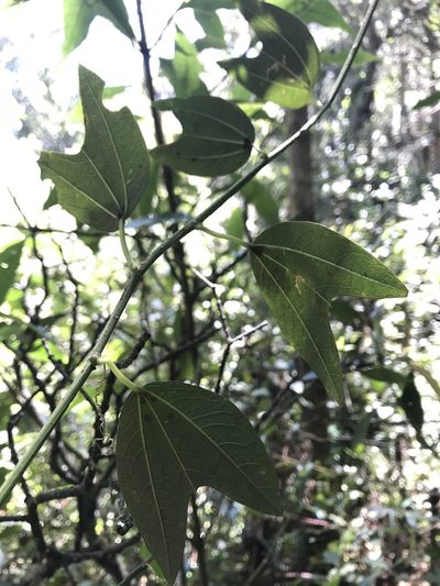 Passiflora chelidonea, photographed by Nicolás Baresch Uribe