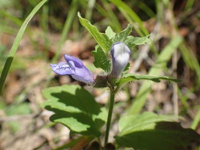 Scutellaria tuberosa, photographed by Trevor Van Loon