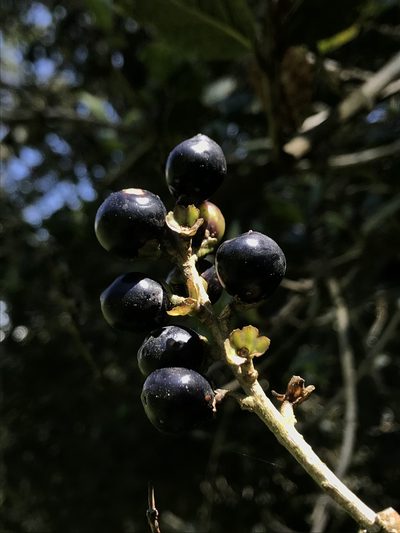 Citharexylum reticulatum, photographed by Nicolás Baresch Uribe