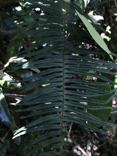 Pecluma divaricata, photographed by Nicolás Baresch Uribe