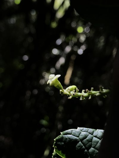 Citharexylum reticulatum, photographed by Nicolás Baresch Uribe
