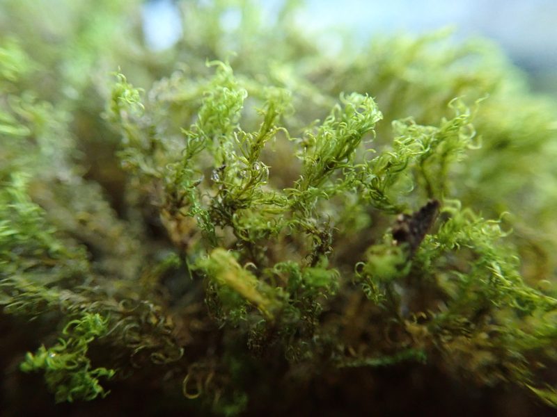 Amphidium californicum, photographed by Randal