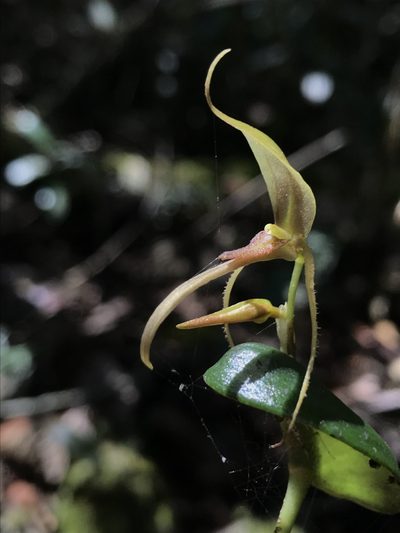 Pleurothallis killipii, photographed by Nicolás Baresch Uribe
