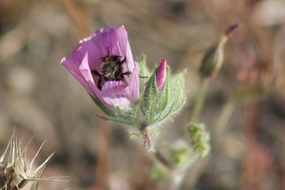 Sidalcea diploscypha, photographed by Arvel Hernandez