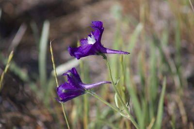 Delphinium variegatum, photographed by Arvel Hernandez