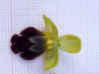 Ophrys fusca, photographed by Karim Haddad