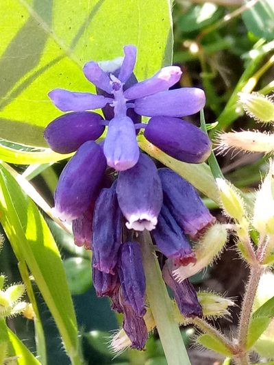 Muscari baeticum, photographed by Karim Haddad