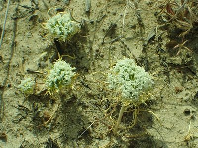 Navarretia leucocephala, photographed by Steve Woodward