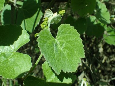 Vitis californica, photographed by Steve Woodward