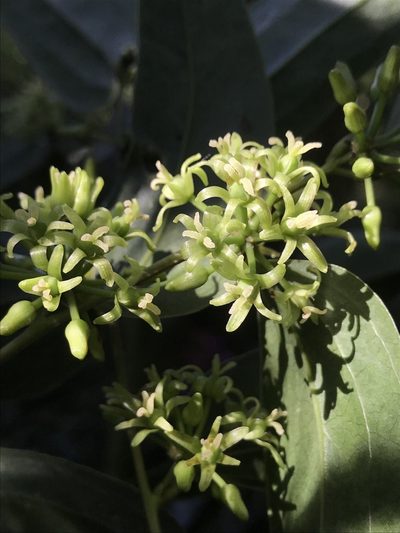 Smilax domingensis, photographed by Nicolás Baresch Uribe