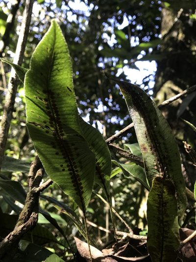 Serpocaulon levigatum, photographed by Nicolás Baresch Uribe