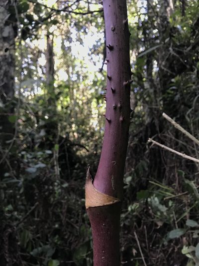 Smilax domingensis, photographed by Nicolás Baresch Uribe