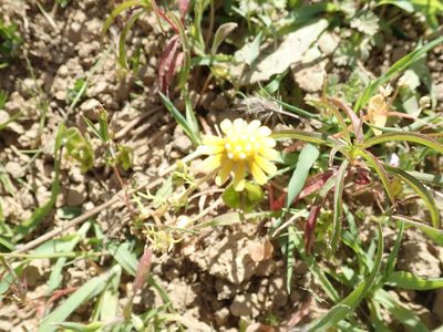 Blennosperma nanum, photographed by joergmlpts
