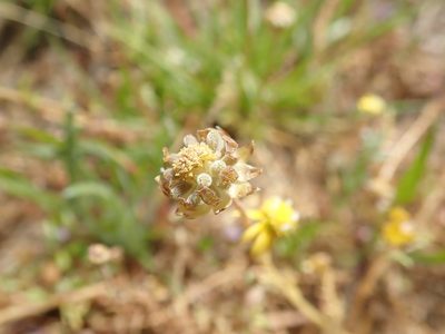 Blennosperma nanum, photographed by joergmlpts