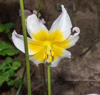 Erythronium helenae, photographed by Don Loarie