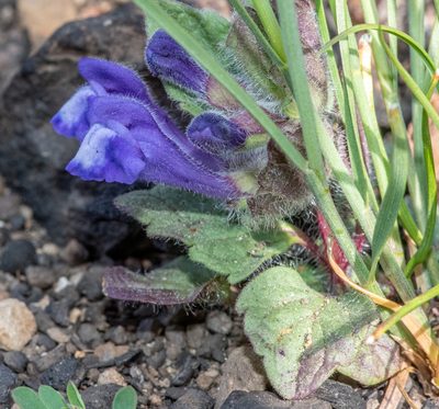 Scutellaria tuberosa, photographed by Don Loarie