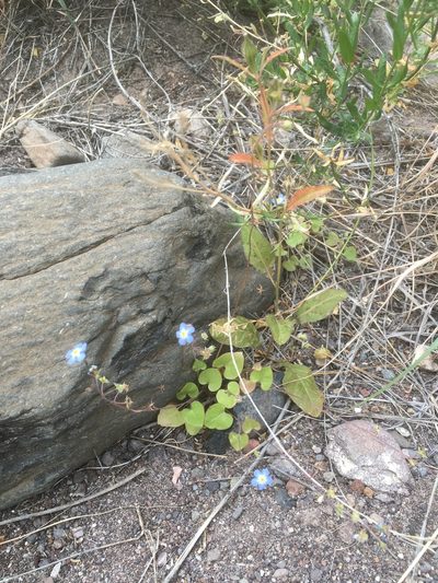 Mimophytum alienoides, photographed by pynklynx