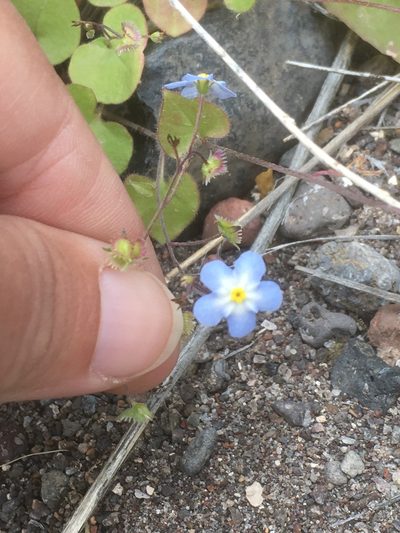 Mimophytum alienoides, photographed by pynklynx
