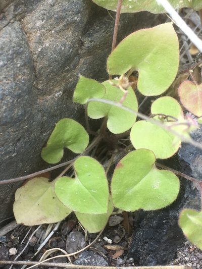 Mimophytum alienoides, photographed by pynklynx