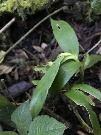 Epidendrum pfahlii, photographed by Nicolás Baresch Uribe