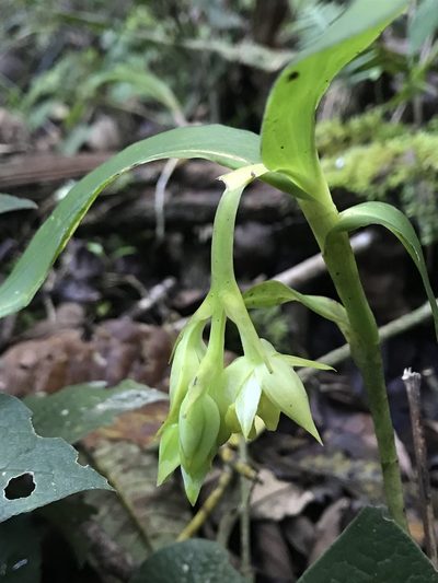 Epidendrum pfahlii, photographed by Nicolás Baresch Uribe