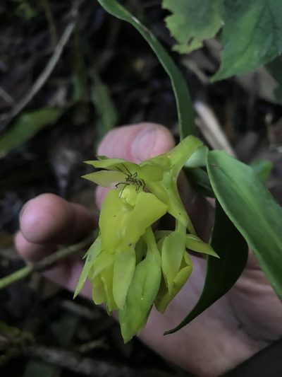 Epidendrum pfahlii, photographed by Nicolás Baresch Uribe