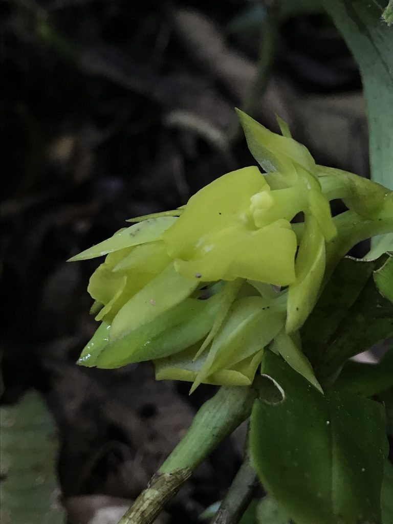 Epidendrum pfahlii, photographed by Nicolás Baresch Uribe