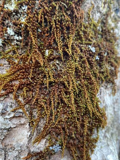 Drummondia prorepens, photographed by Alan Weakley