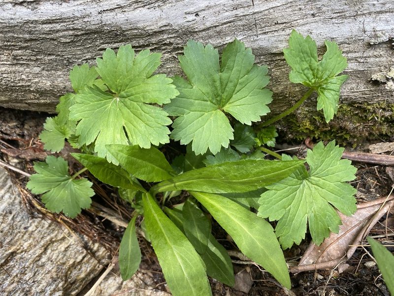 Boykinia aconitifolia, photographed by Alan Weakley