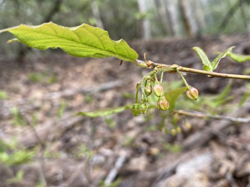 Gaylussacia ursina, photographed by Alan Weakley