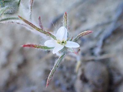 Eriastrum tracyi, photographed by Trevor Van Loon