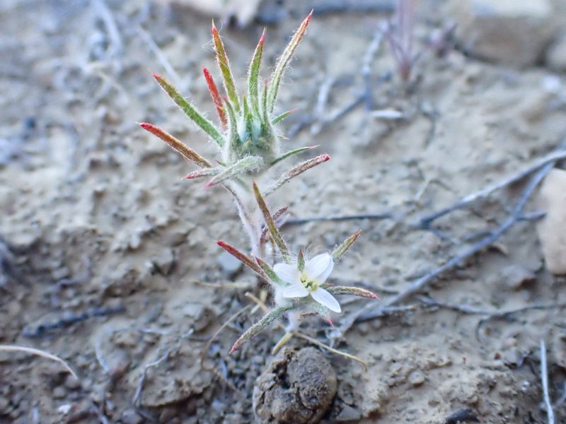 Eriastrum tracyi, photographed by Trevor Van Loon