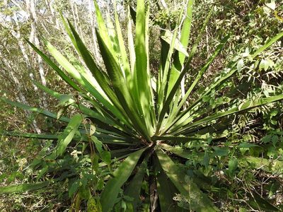 Furcraea guatemalensis, photographed by Neptalí Ramírez Marcial