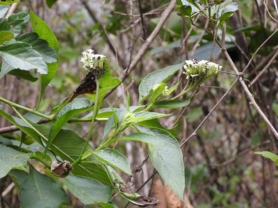 Tournefortia calycina, photographed by Neptalí Ramírez Marcial