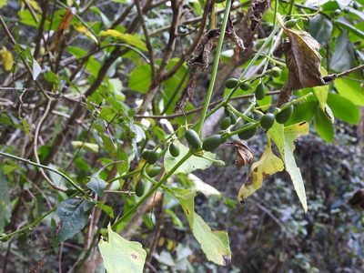 Cayaponia racemosa, photographed by Neptalí Ramírez Marcial