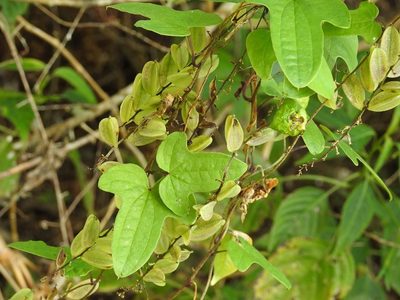 Dioscorea howardiana, photographed by Neptalí Ramírez Marcial