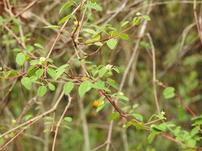 Euphorbia schlechtendalii, photographed by Neptalí Ramírez Marcial