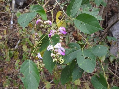 Canavalia oxyphylla, photographed by Neptalí Ramírez Marcial