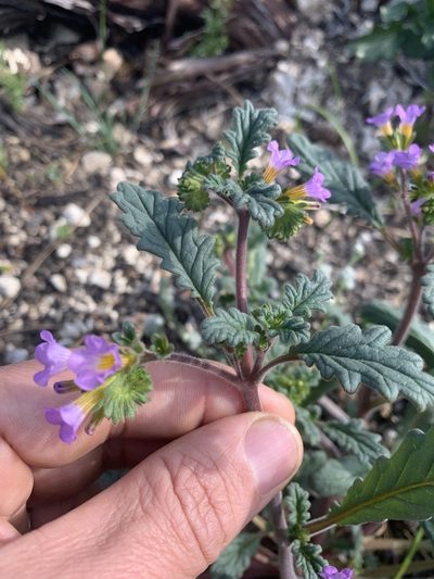 Phacelia suaveolens, photographed by Scott Loarie