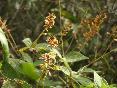 Rhynchosia longeracemosa, photographed by Neptalí Ramírez Marcial