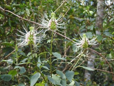 Catoferia chiapensis, photographed by Neptalí Ramírez Marcial
