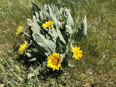 Wyethia helenioides, photographed by Al Kordesch