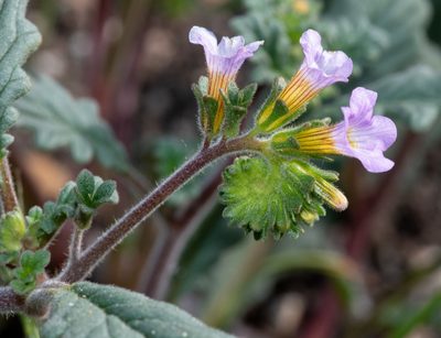 Phacelia suaveolens, photographed by Don Loarie
