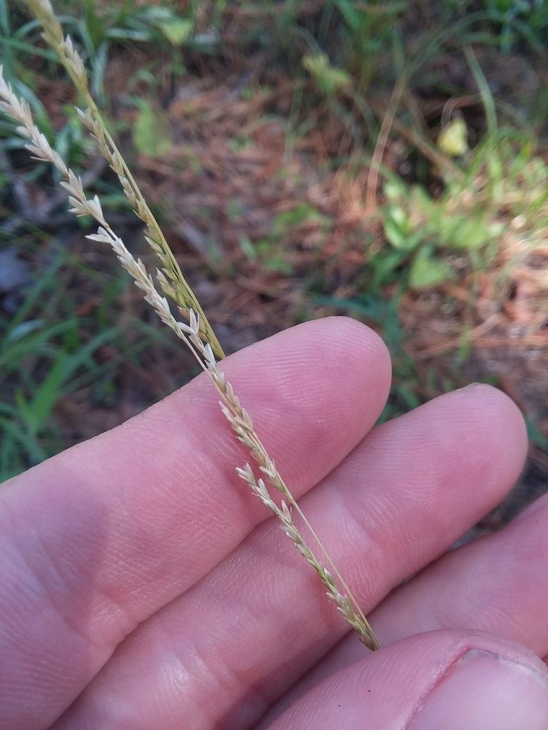 Sphenopholis filiformis, photographed by Will McFarland