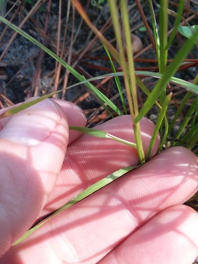 Sphenopholis filiformis, photographed by Will McFarland