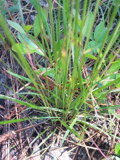 Sphenopholis filiformis, photographed by Will McFarland
