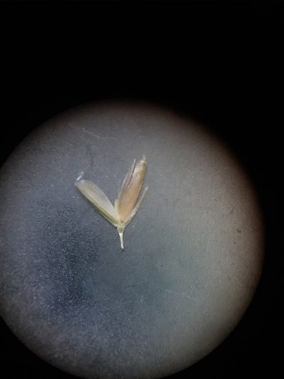 Sphenopholis filiformis, photographed by Will McFarland
