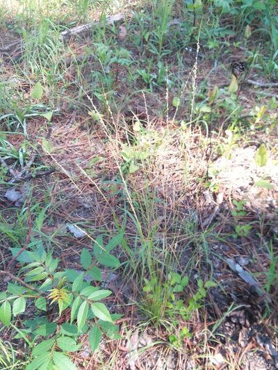 Sphenopholis filiformis, photographed by Will McFarland