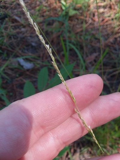 Sphenopholis filiformis, photographed by Will McFarland
